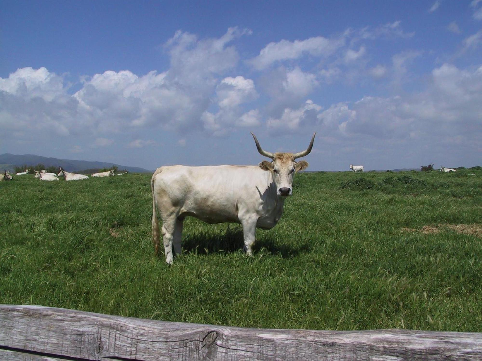 Agriturismo Casale Bonaparte Cellere ภายนอก รูปภาพ