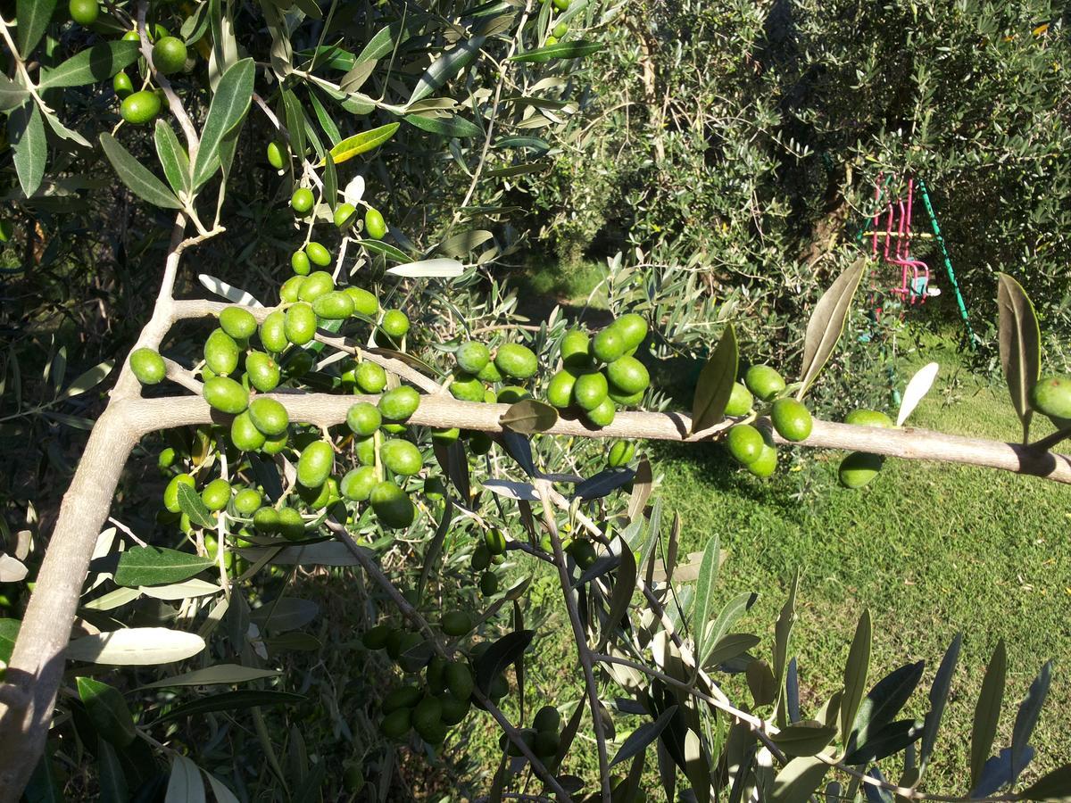 Agriturismo Casale Bonaparte Cellere ภายนอก รูปภาพ